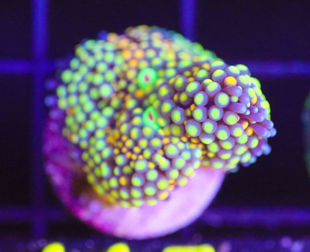 Frag Box Corals