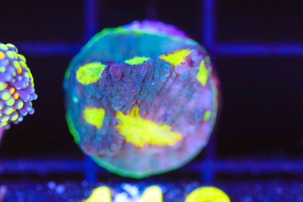 Frag Box Corals