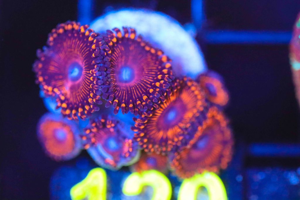 Frag Box Corals