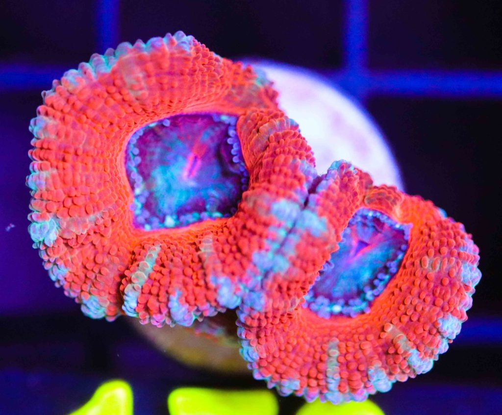 Frag Box Corals