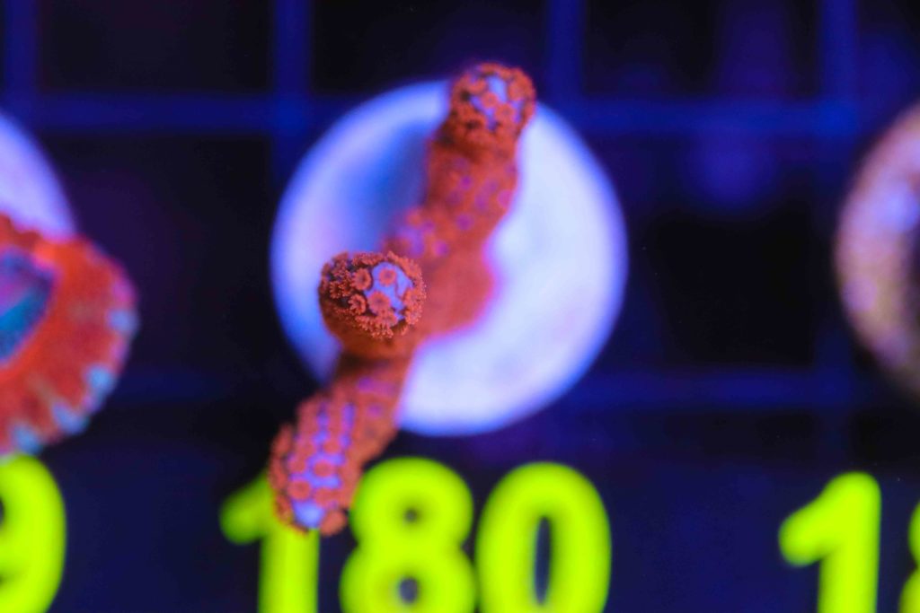 Frag Box Corals