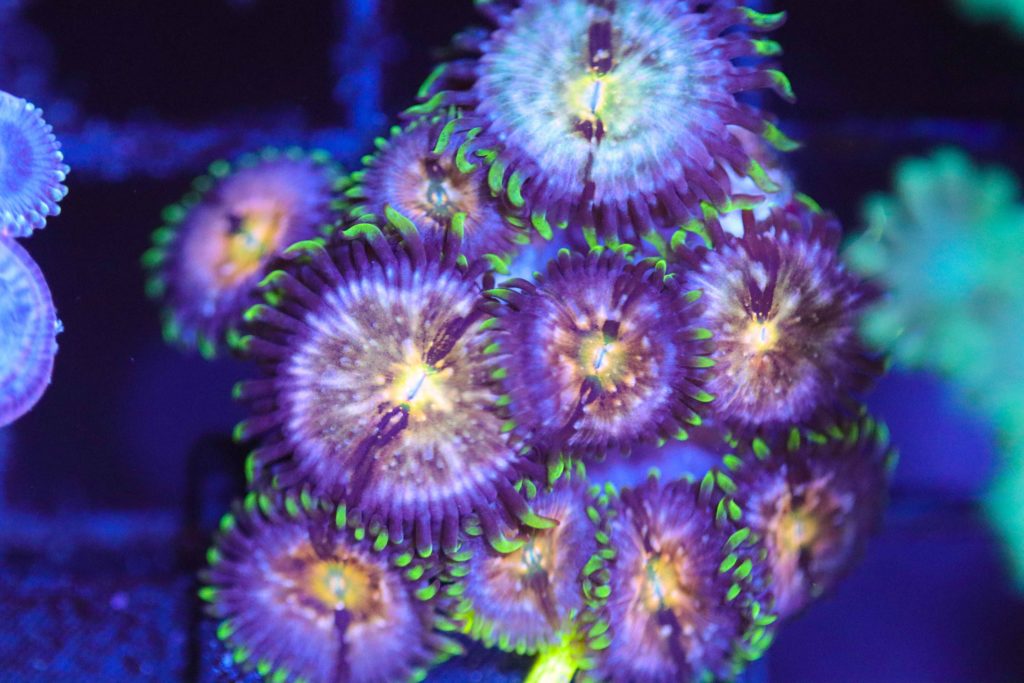 Frag Box Corals