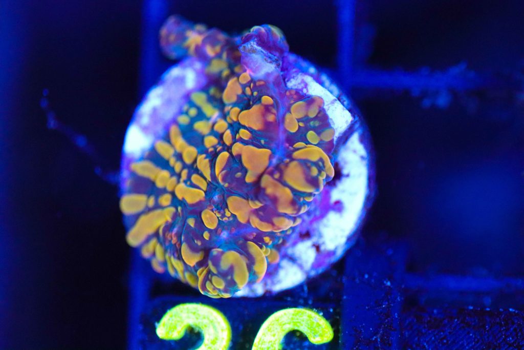 Frag Box Corals
