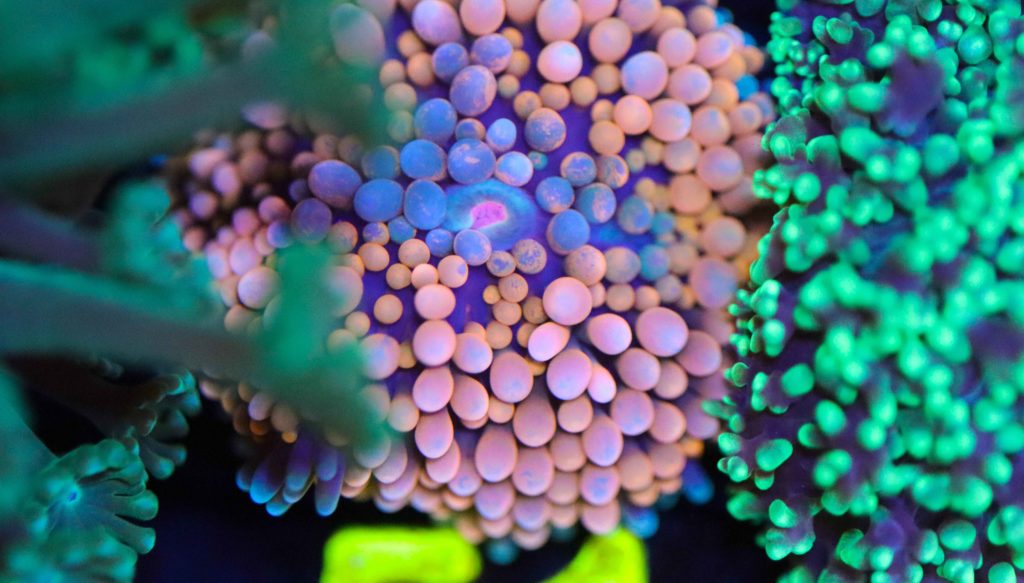 Frag Box Corals