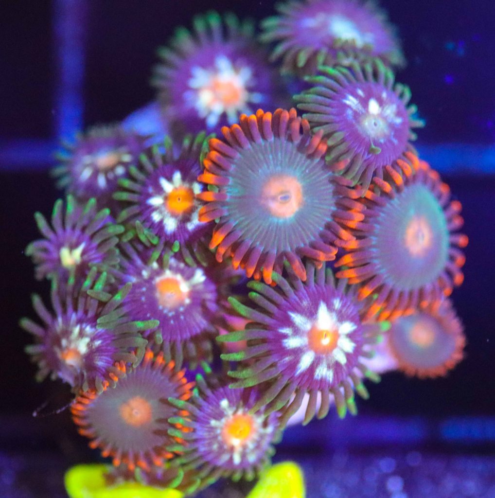 Frag Box Corals