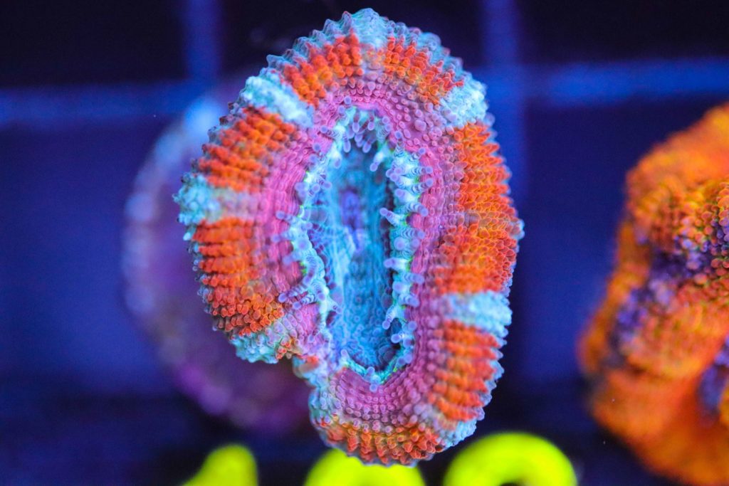 Frag Box Corals