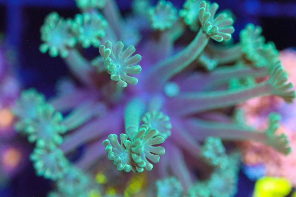 Frag Box Corals
