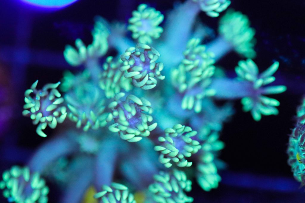 Frag Box Corals