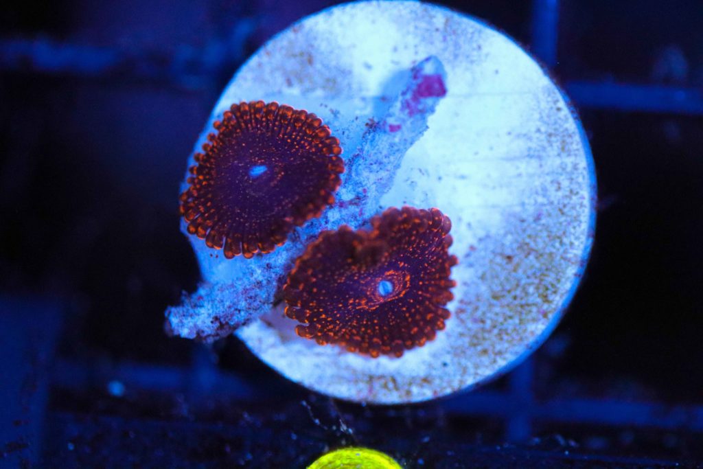 Frag Box Corals