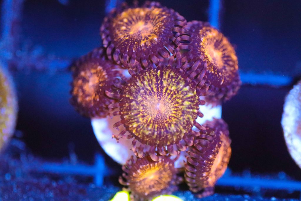 Frag Box Corals