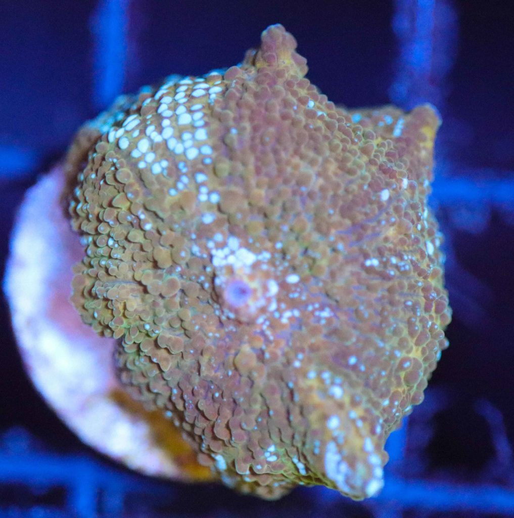 Frag Box Corals