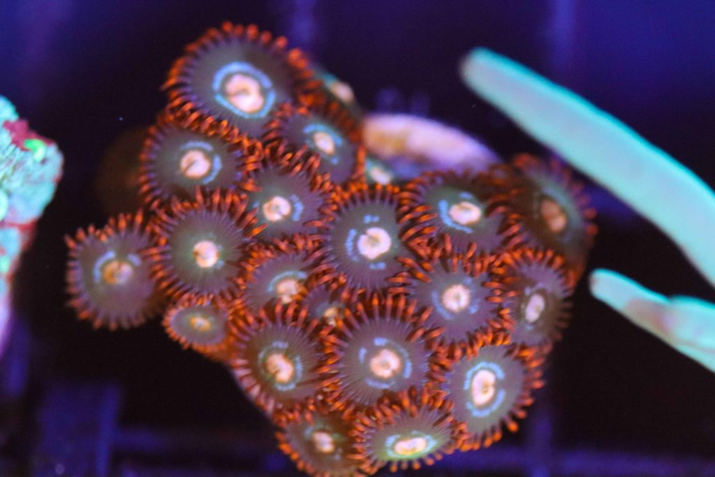 Frag Box Corals