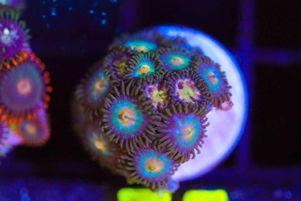 Frag Box Corals