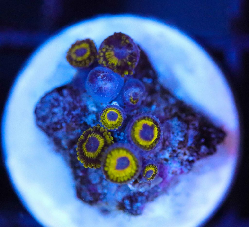 Frag Box Corals