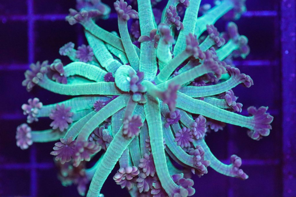 Frag Box Corals