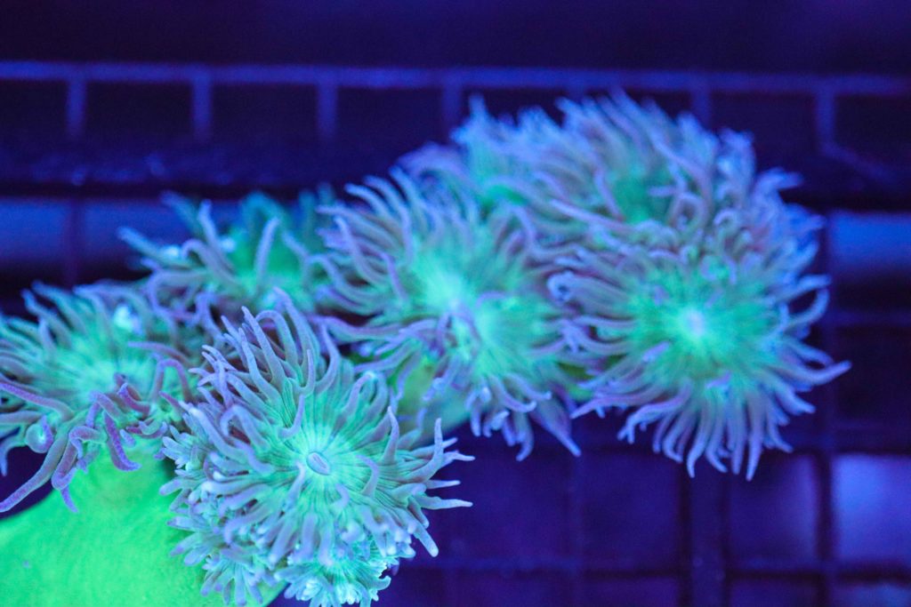 Frag Box Corals