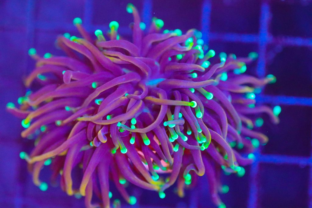 Frag Box Corals