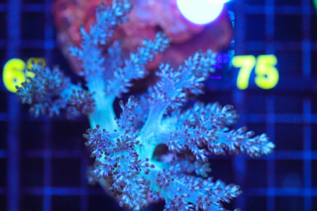 Frag Box Corals