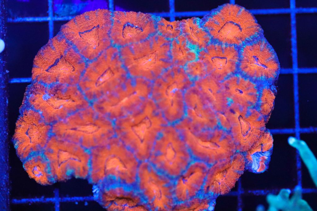 Frag Box Corals