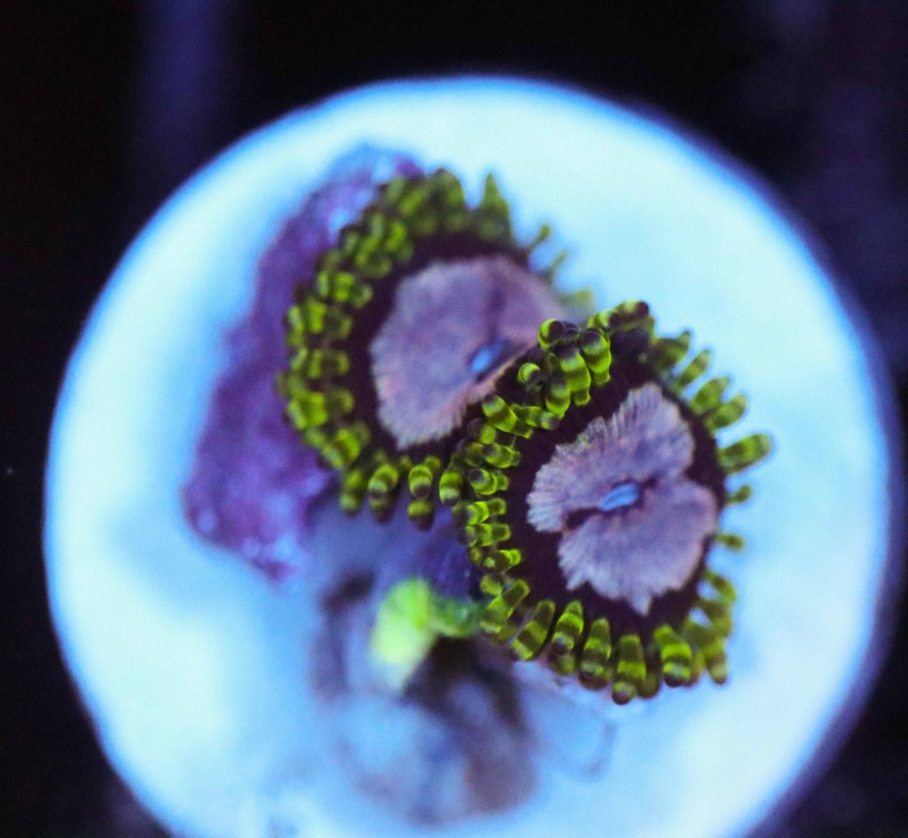 Frag Box Corals