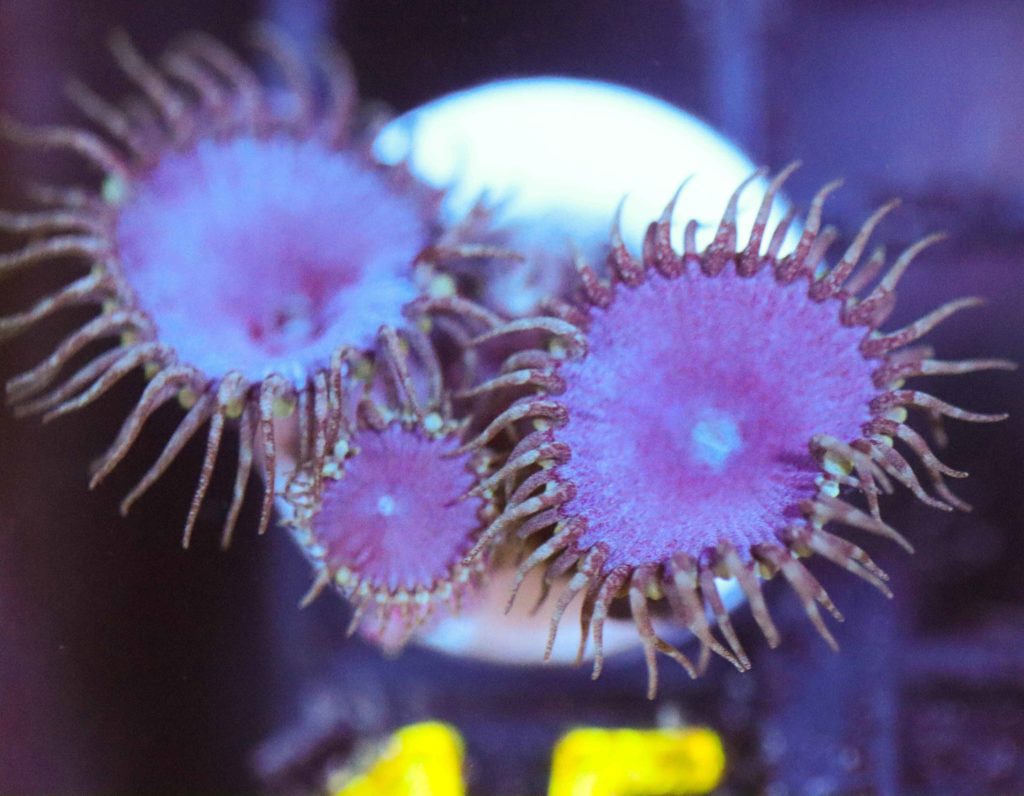 Frag Box Corals