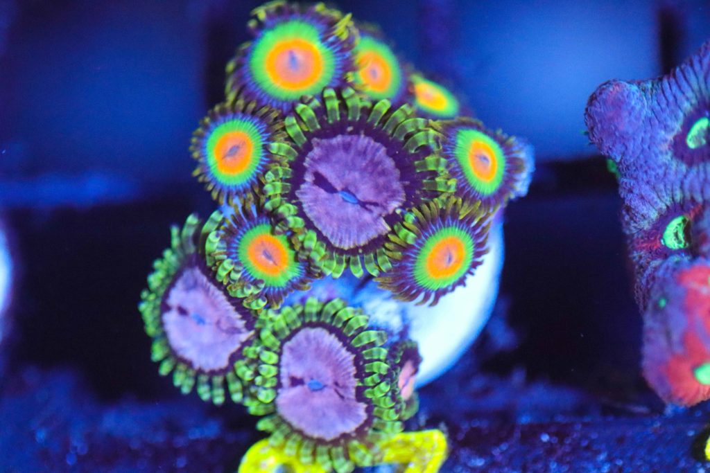 Frag Box Corals