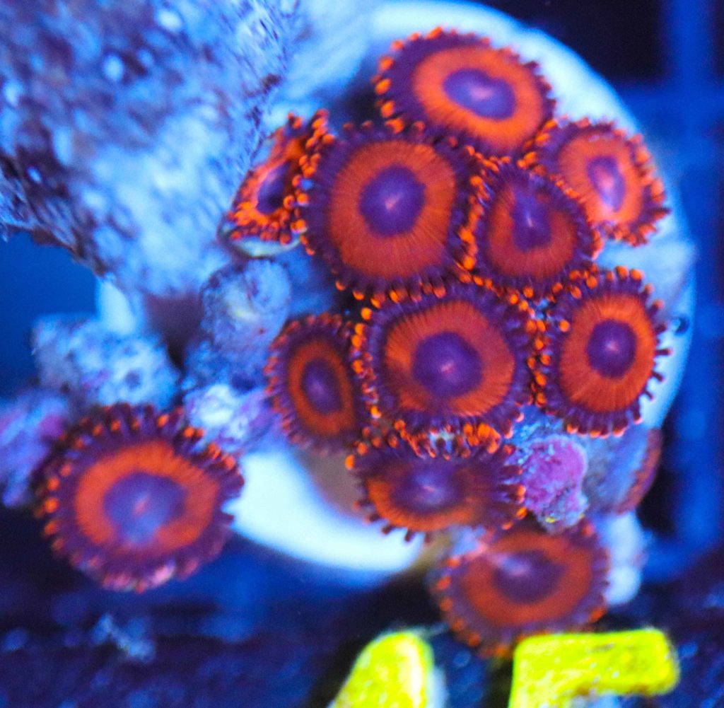 Frag Box Corals