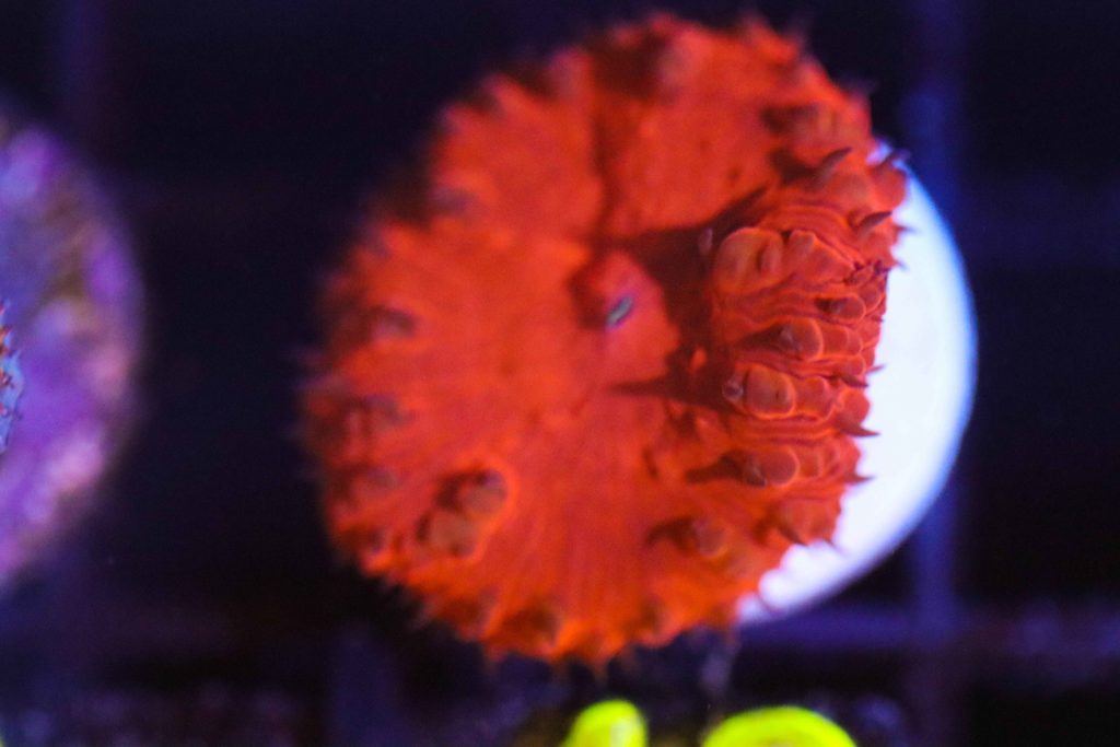 Frag Box Corals