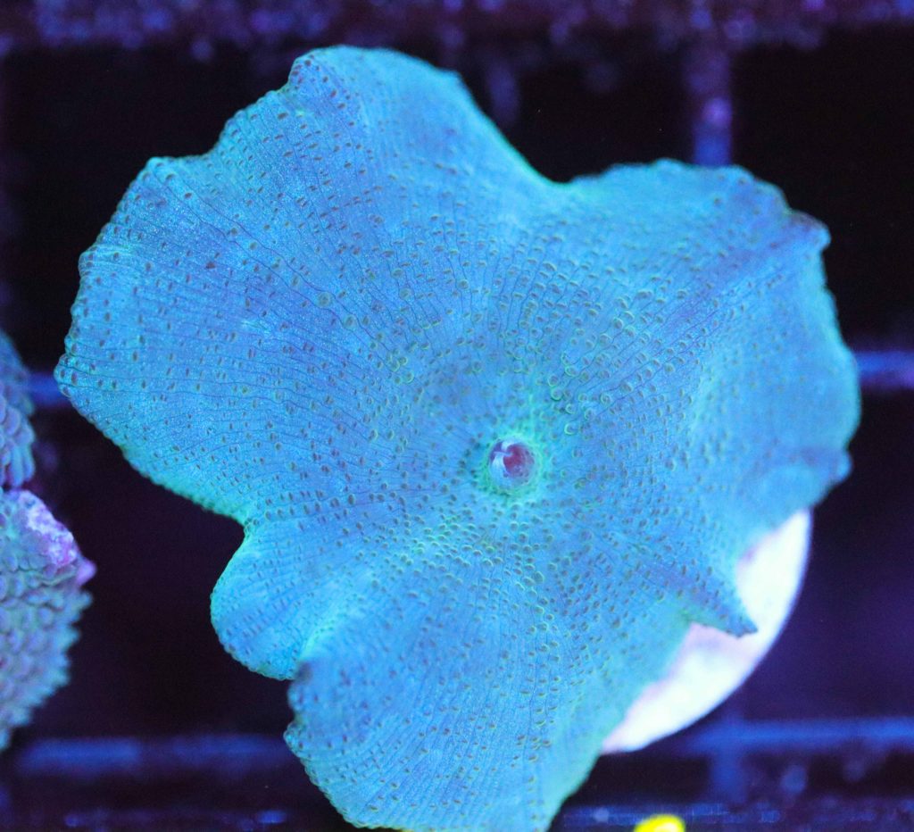 Frag Box Corals