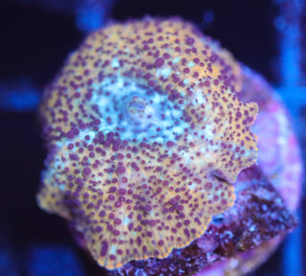 Frag Box Corals