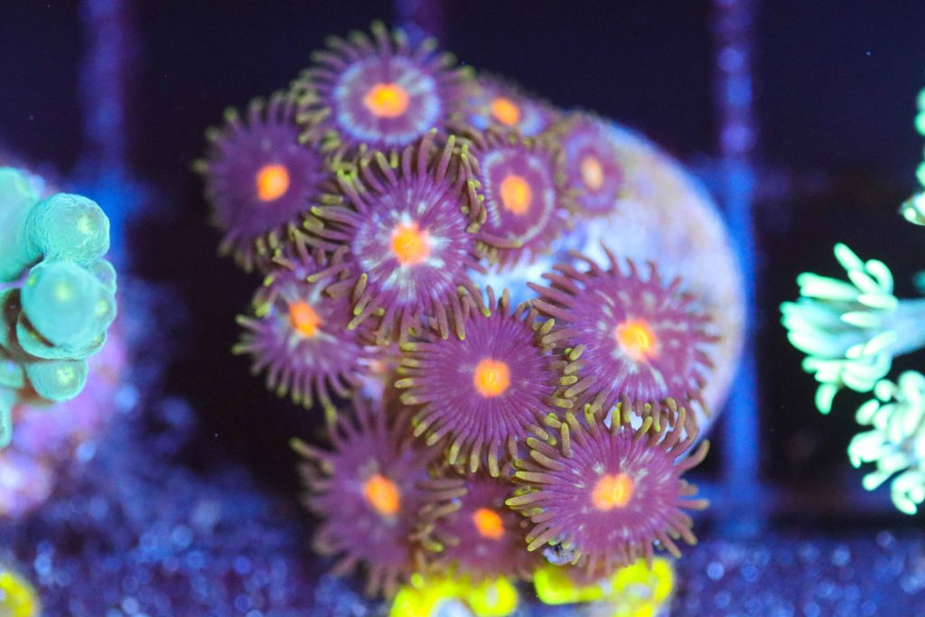 Frag Box Corals
