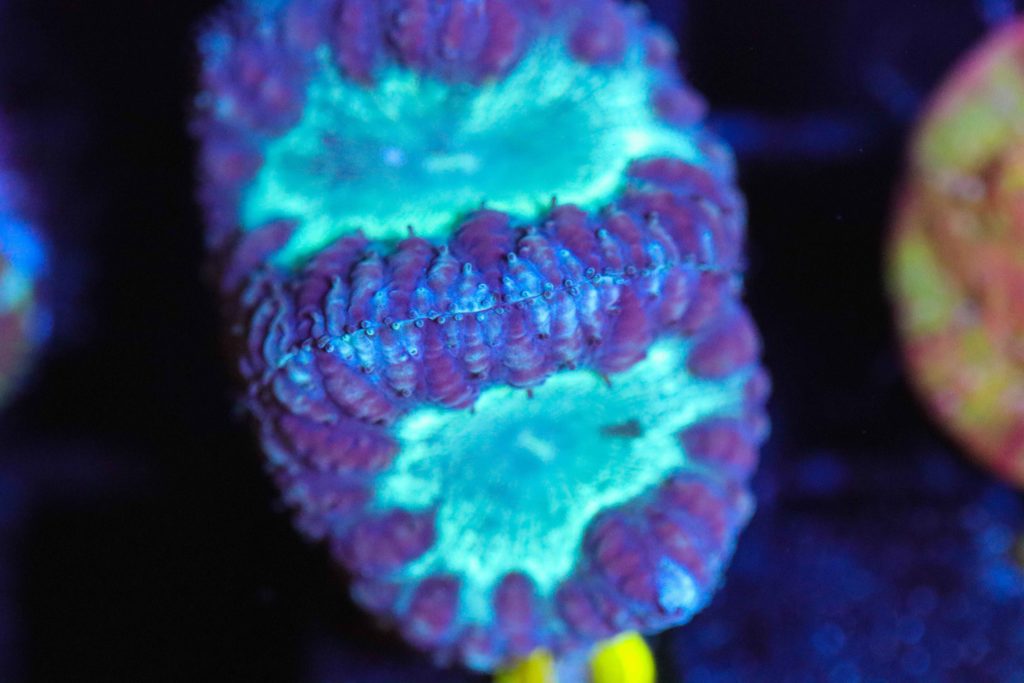 Frag Box Corals