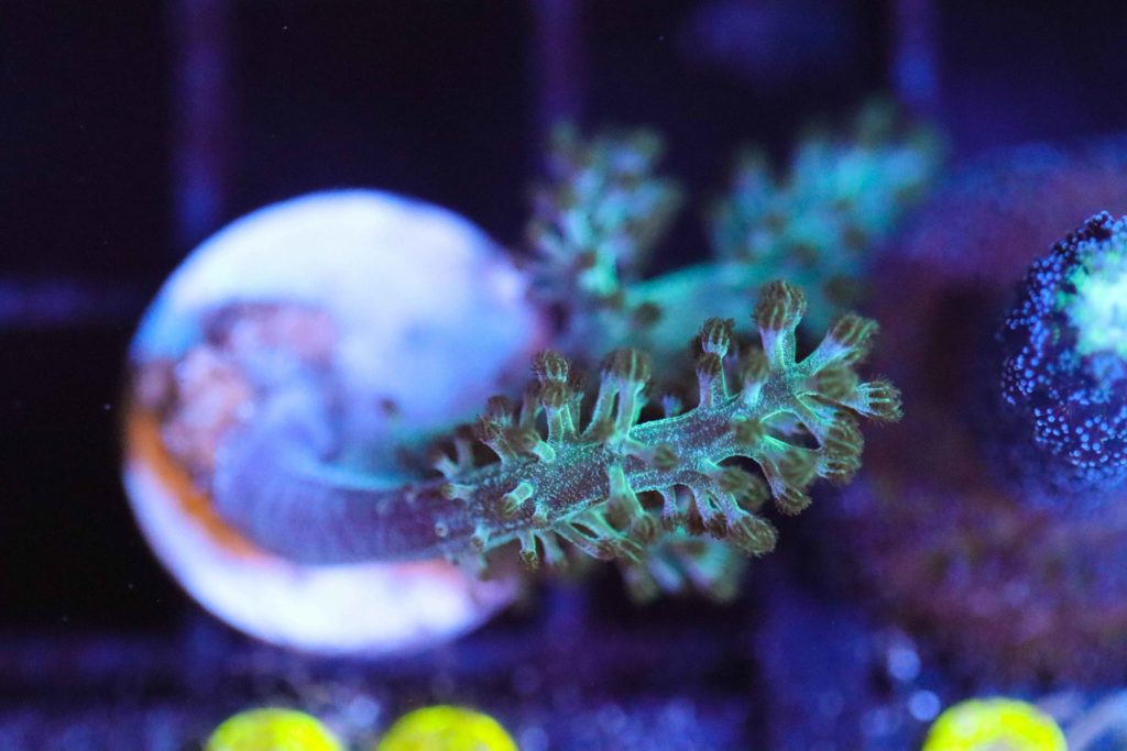 Frag Box Corals