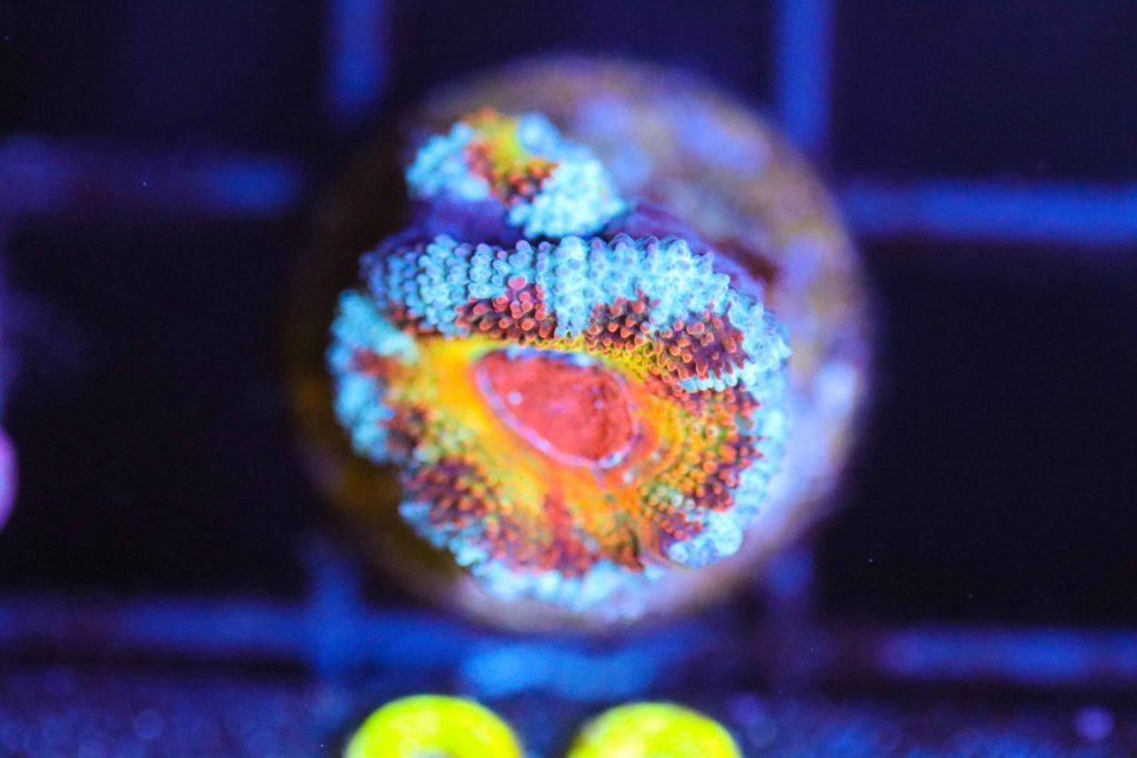 Frag Box Corals