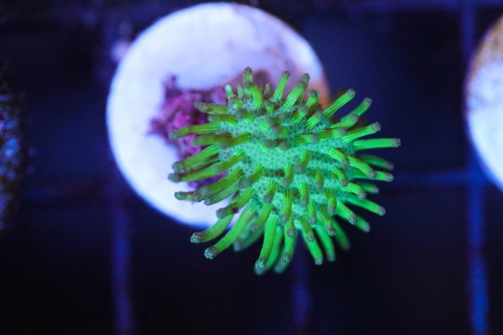 Frag Box Corals