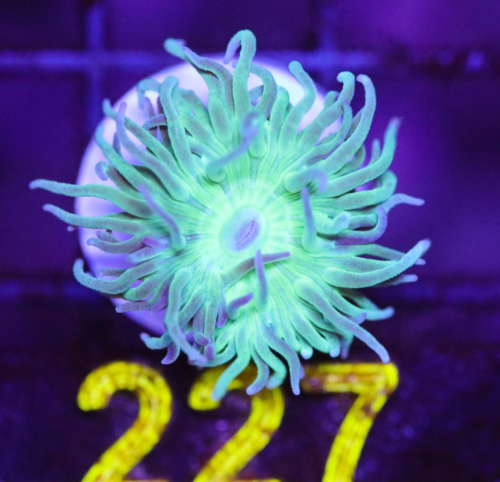 Frag Box Corals