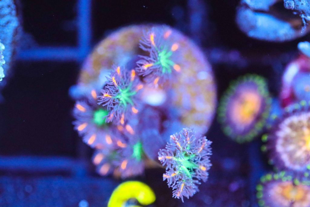 Frag Box Corals