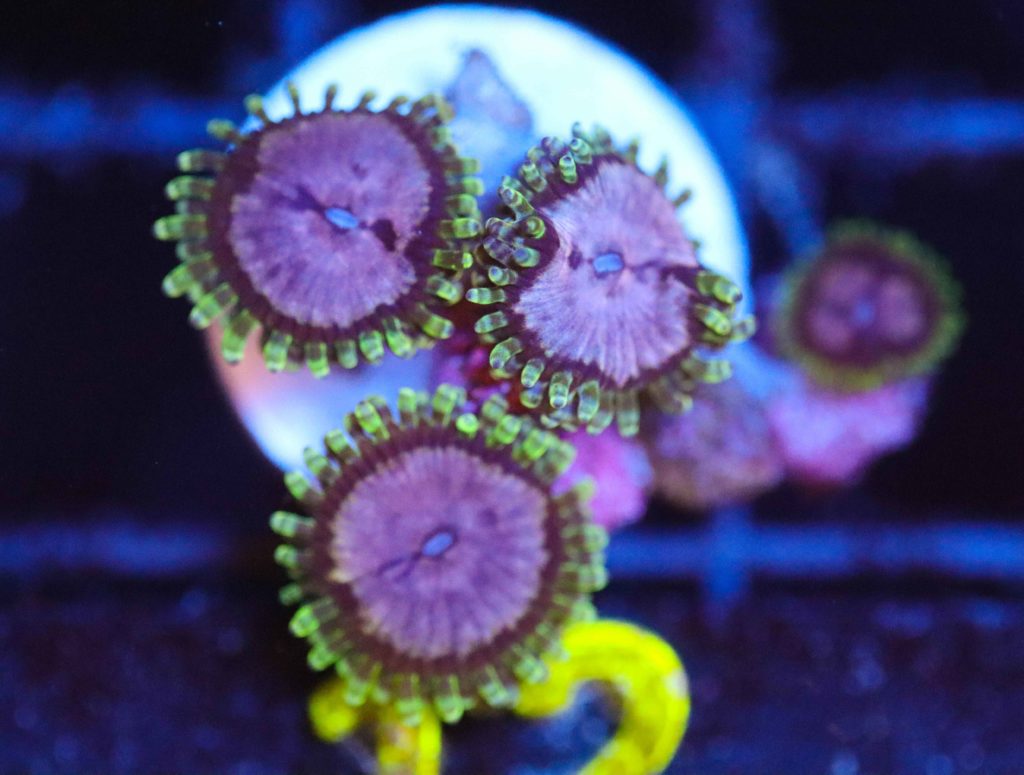 Frag Box Corals