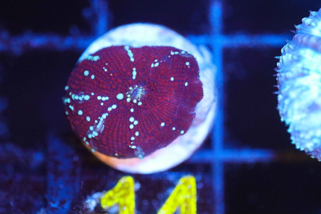 Frag Box Corals