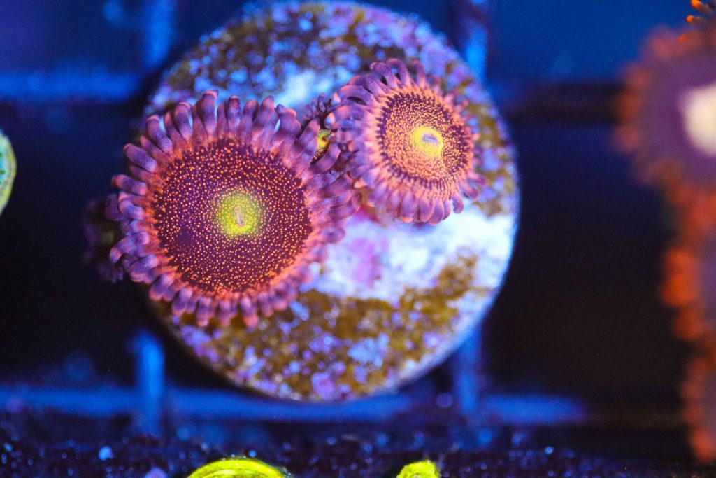 Frag Box Corals