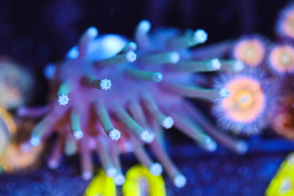 Frag Box Corals