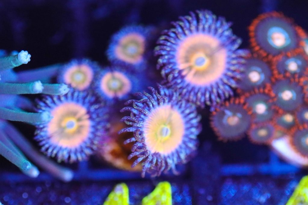 Frag Box Corals