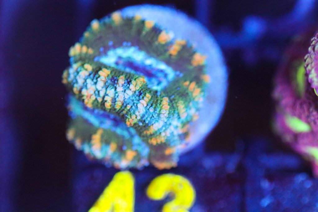Frag Box Corals