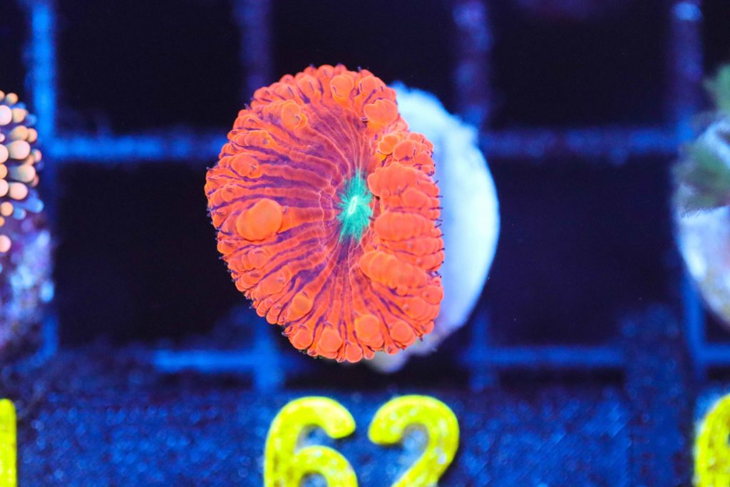 Frag Box Corals
