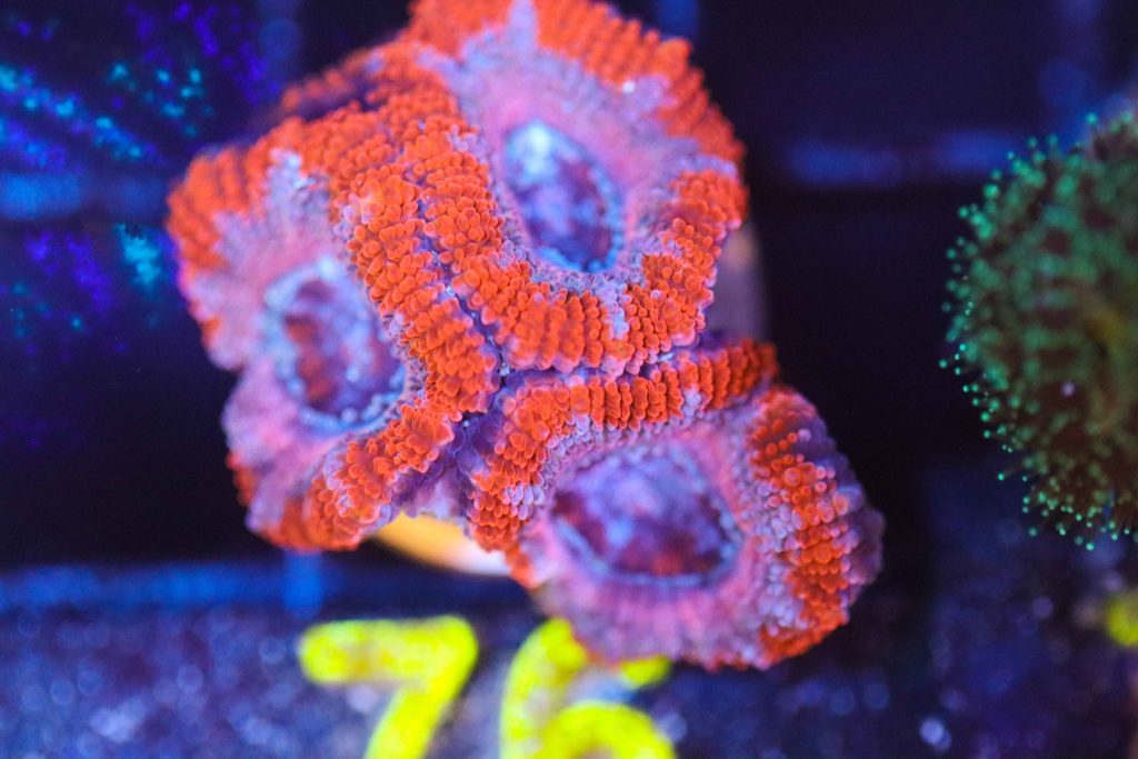 Frag Box Corals