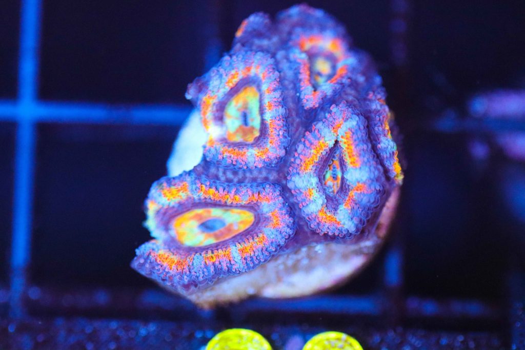 Frag Box Corals