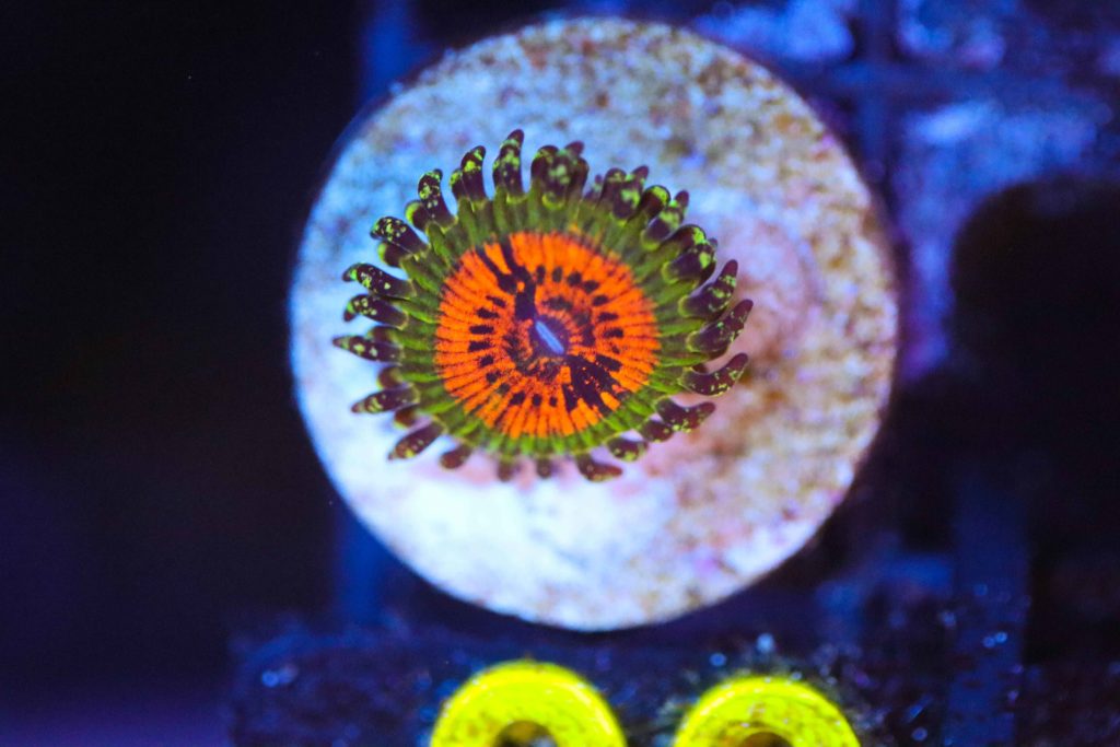 Frag Box Corals