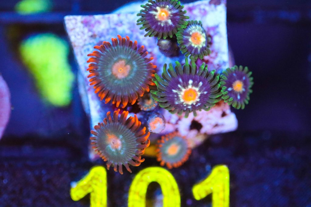Frag Box Corals