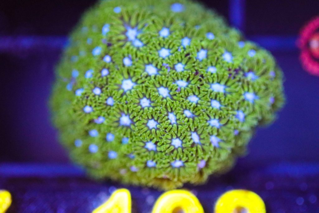 Frag Box Corals