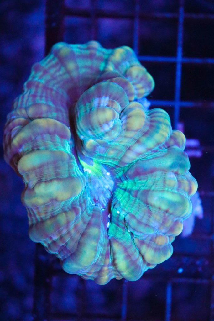 Frag Box Corals